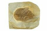 Fossil Leaf (Cissites rocklandensis) - Uncommon Species #269307-1